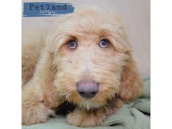 Goldendoodle--Male---Petland Fort Myers, Florida