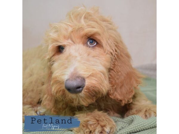 Goldendoodle--Male---Petland Fort Myers, Florida