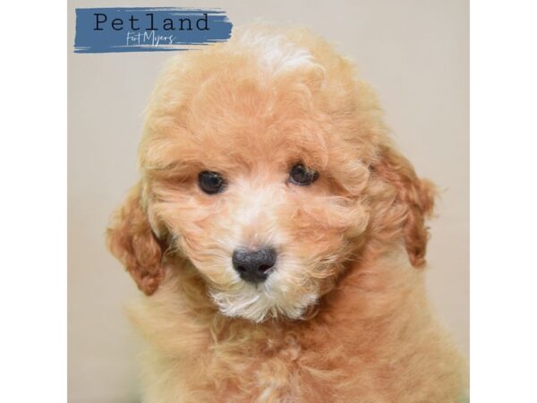 Miniature Poodle--Male---Petland Fort Myers, Florida