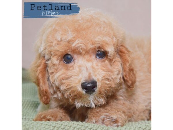 Miniature Poodle--Male---Petland Fort Myers, Florida