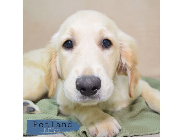 Golden Retriever--Female---Petland Fort Myers, Florida
