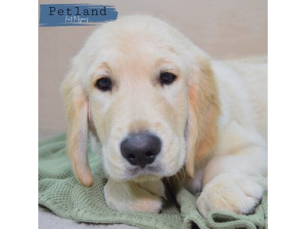 Golden Retriever--Male---Petland Fort Myers, Florida