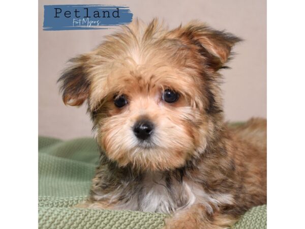 Morkie--Male---Petland Fort Myers, Florida