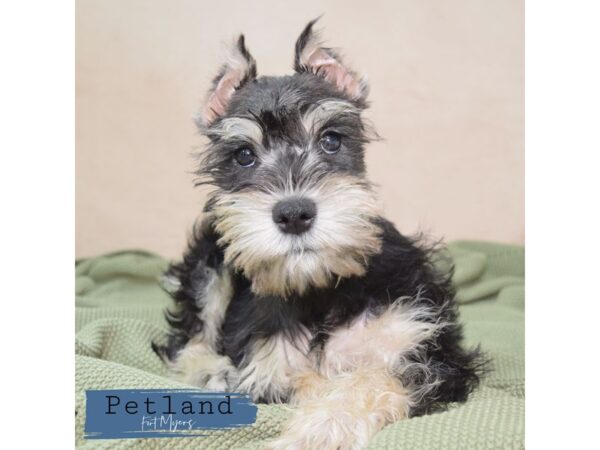 Miniature Schnauzer--Male---Petland Fort Myers, Florida
