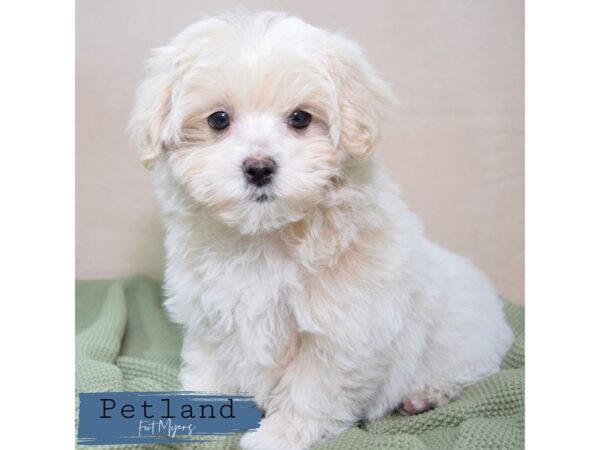 Malti-Poo--Male---Petland Fort Myers, Florida