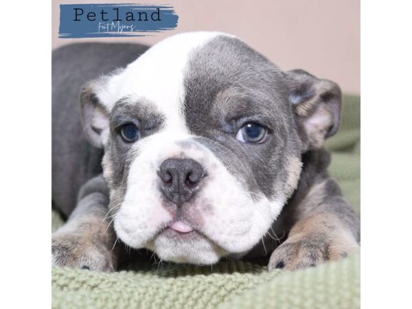 English Bulldog--Male---Petland Fort Myers, Florida