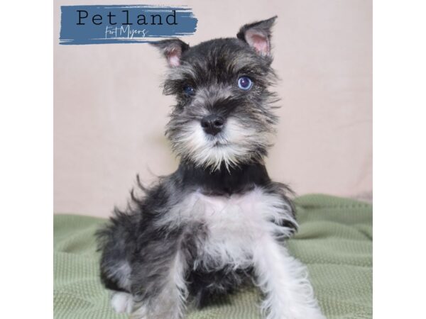 Miniature Schnauzer--Female---Petland Fort Myers, Florida