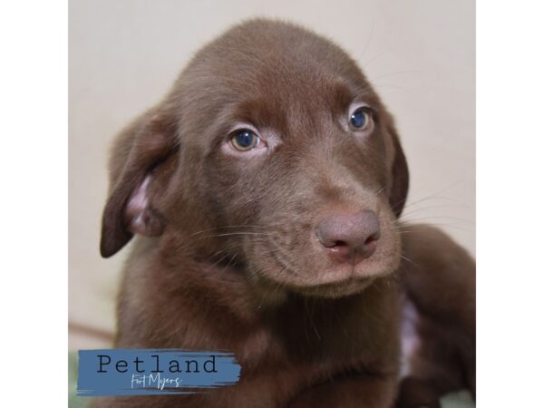 Labrador Retriever--Male---Petland Fort Myers, Florida