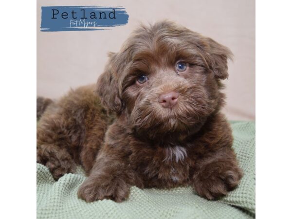 Havapoo--Male---Petland Fort Myers, Florida