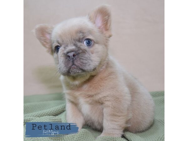 Fluffy French Bulldog--Male---Petland Fort Myers, Florida