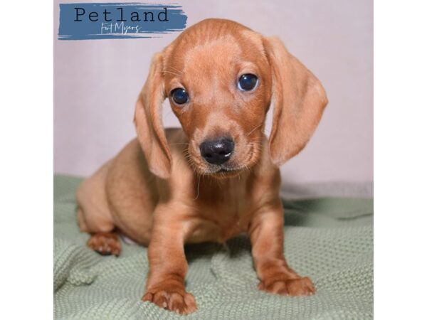 Dachshund--Female---Petland Fort Myers, Florida
