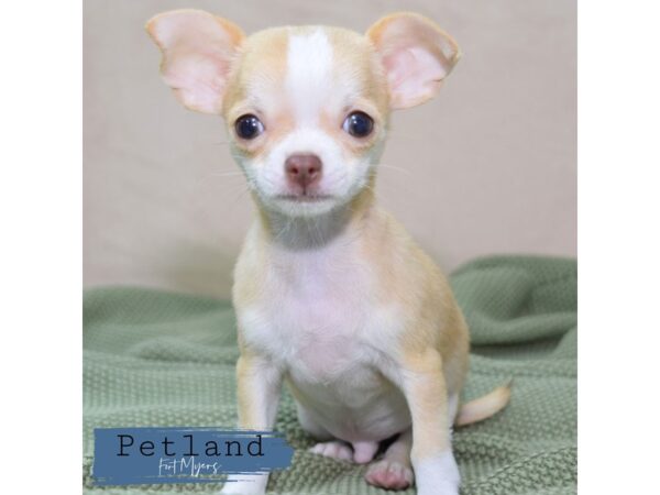 Chihuahua--Male---Petland Fort Myers, Florida