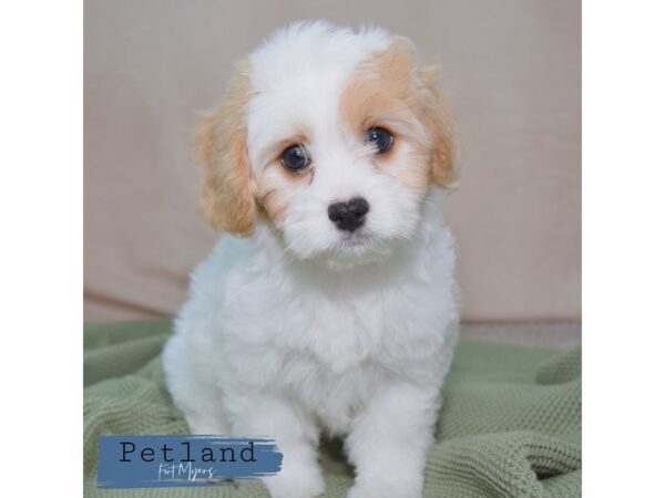 Cavachon--Female---Petland Fort Myers, Florida