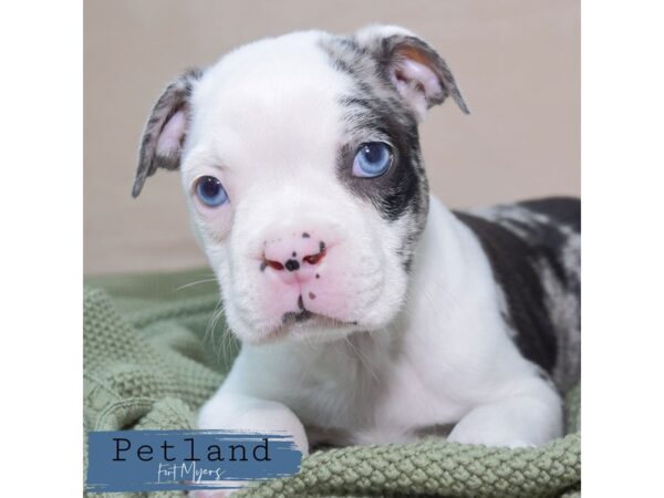 Boston Terrier--Male---Petland Fort Myers, Florida