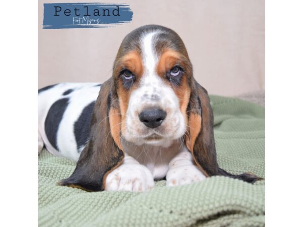 Basset Hound--Male---Petland Fort Myers, Florida