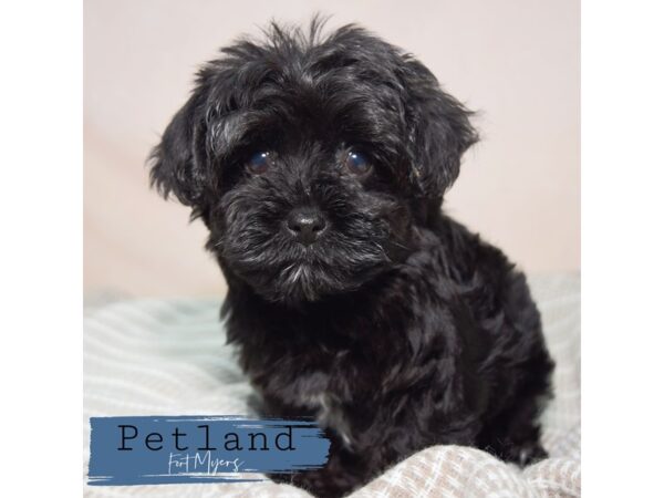 Yorkiepoo--Female---Petland Fort Myers, Florida