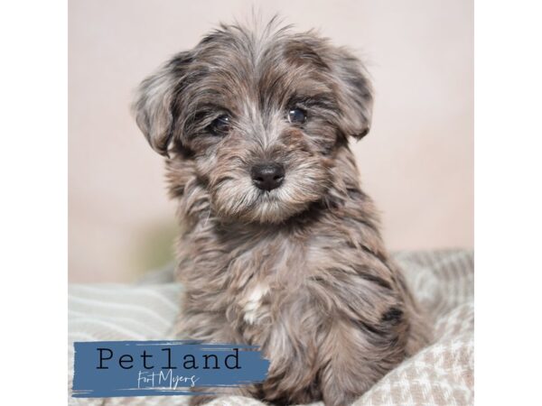 Yorkiepoo--Female---Petland Fort Myers, Florida