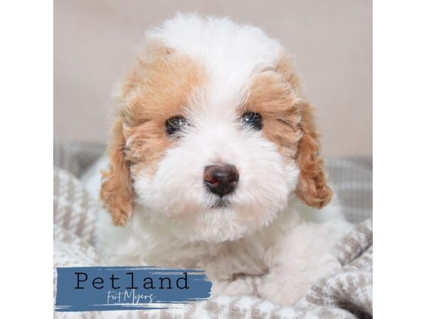 Miniature Poodle--Female---Petland Fort Myers, Florida