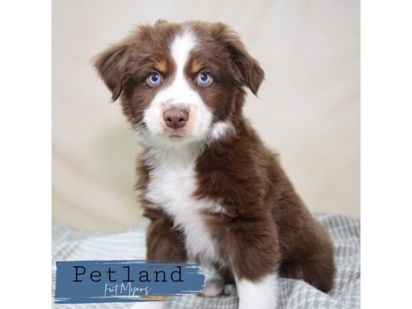 Miniature Australian Shepherd--Male---Petland Fort Myers, Florida