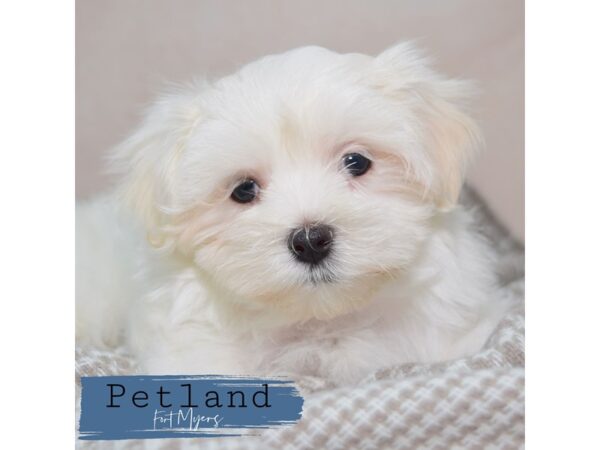 Maltese--Male---Petland Fort Myers, Florida