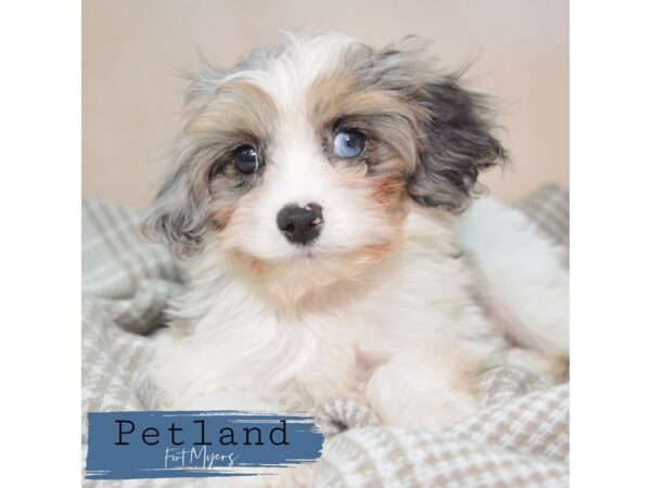 Cavapoo--Male---Petland Fort Myers, Florida