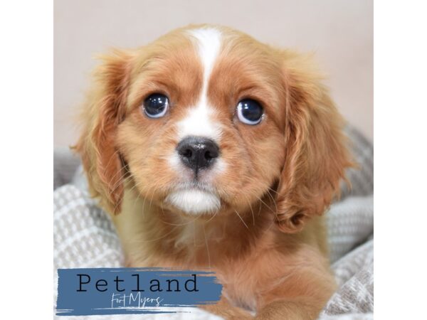 Cavalier King Charles Spaniel--Female---Petland Fort Myers, Florida