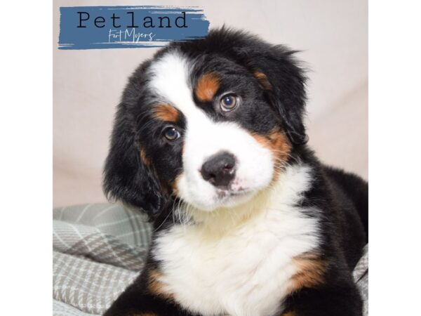 Bernese Mountain Dog--Male---Petland Fort Myers, Florida