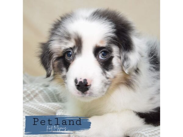 Australian Shepherd--Female---Petland Fort Myers, Florida