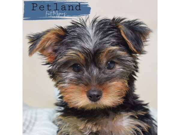 Yorkshire Terrier--Male---Petland Fort Myers, Florida
