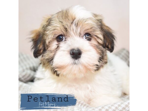 Havanese--Female---Petland Fort Myers, Florida
