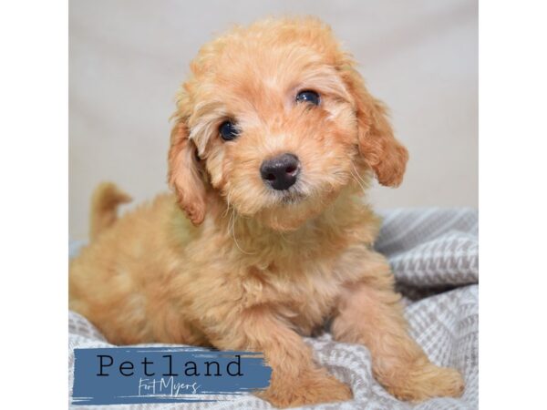 Mini Goldendoodle 2nd Gen--Female---Petland Fort Myers, Florida