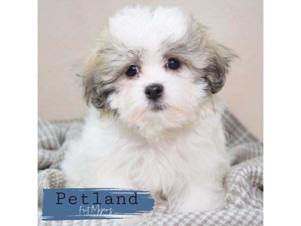 Teddy Bear--Female---Petland Fort Myers, Florida
