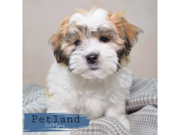 Teddy Bear--Male---Petland Fort Myers, Florida