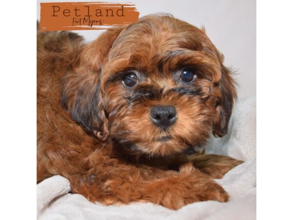 Shih-Poo (Shih Tzu/Poodle)--Male---Petland Fort Myers, Florida