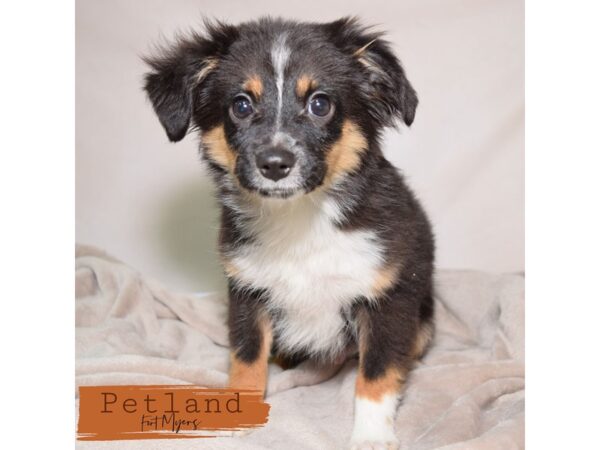 Australian Shepherd--Male---Petland Fort Myers, Florida