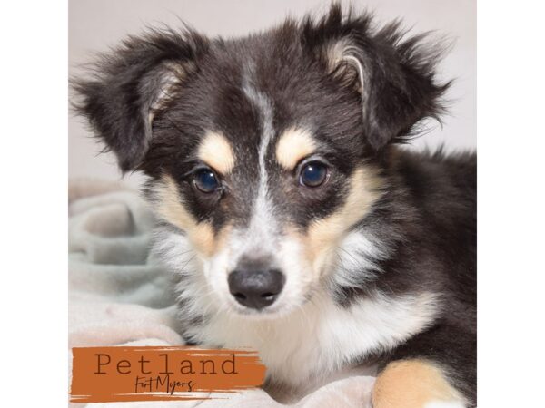 Australian Shepherd--Male---Petland Fort Myers, Florida
