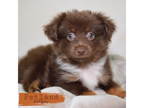 Toy Australian Shepherd--Male---Petland Fort Myers, Florida