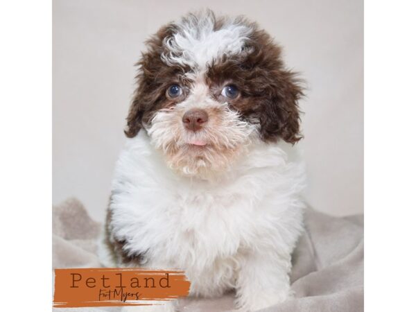Havachon--Female---Petland Fort Myers, Florida