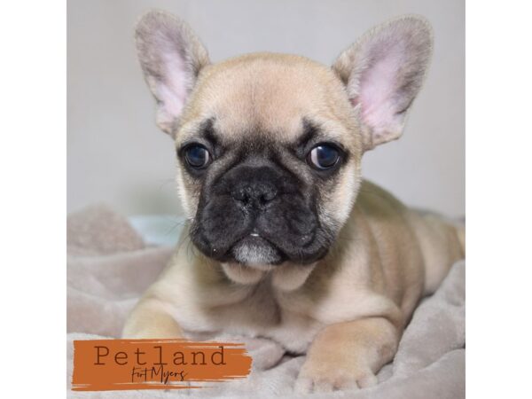 French Bulldog--Female---Petland Fort Myers, Florida