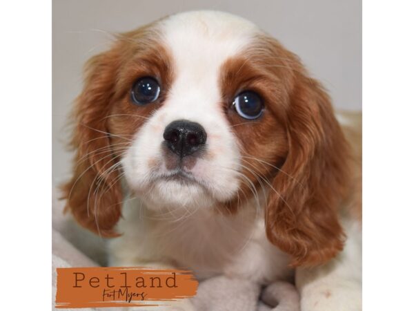 Cavalier King Charles Spaniel--Female---Petland Fort Myers, Florida