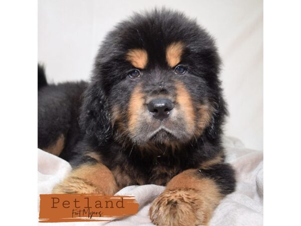 Tibetan Mastiff--Male---Petland Fort Myers, Florida