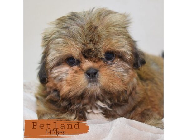 Shih Tzu--Female---Petland Fort Myers, Florida