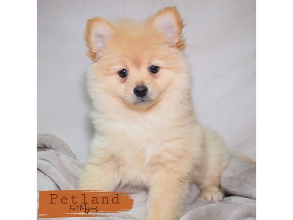 Pomeranian--Female---Petland Fort Myers, Florida