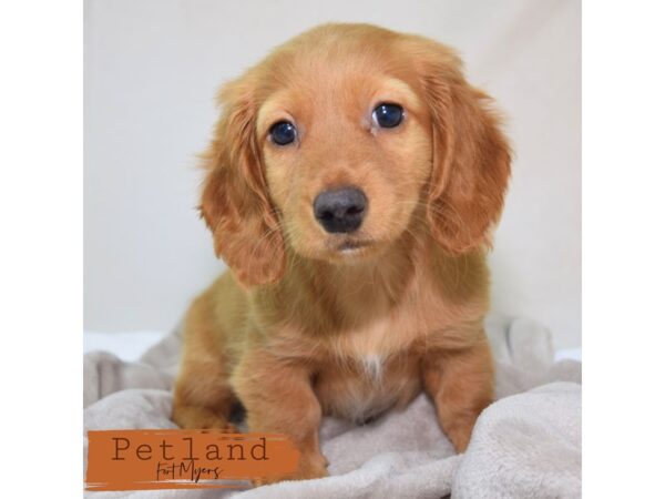 Dachshund--Male---Petland Fort Myers, Florida