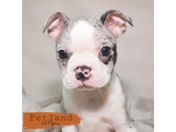 Boston Terrier--Male---Petland Fort Myers, Florida