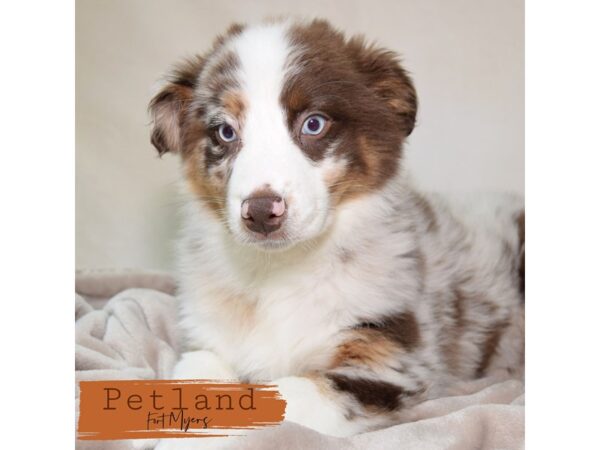 Australian Shepherd--Female---Petland Fort Myers, Florida