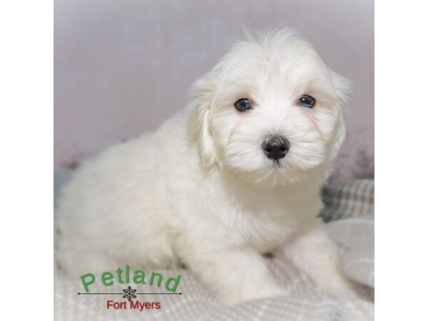 Maltipoo--Male---Petland Fort Myers, Florida