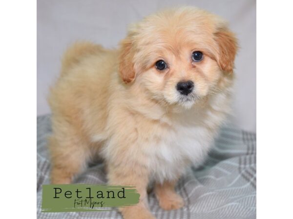 Pomapoo--Male---Petland Fort Myers, Florida
