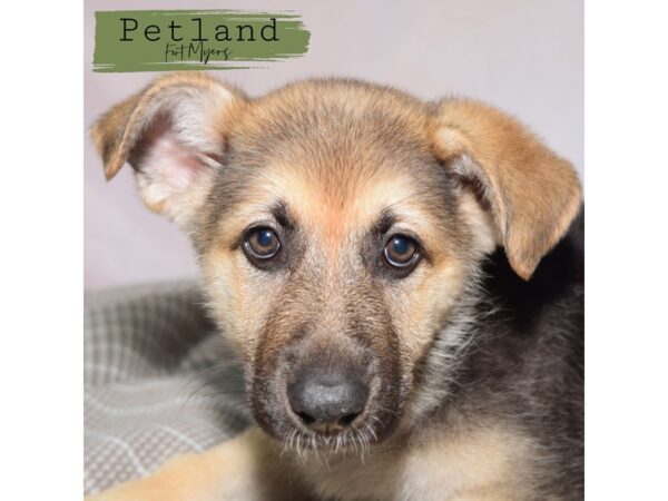 German Shepherd--Female---Petland Fort Myers, Florida