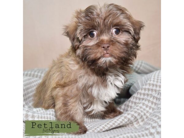 Shihpoo--Female---Petland Fort Myers, Florida